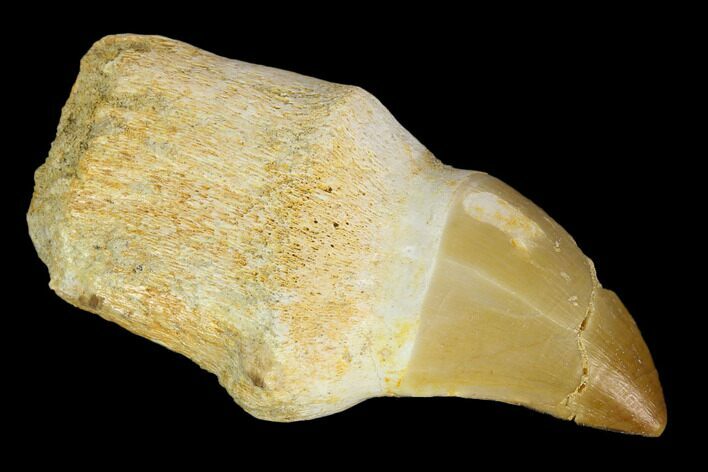 Fossil Rooted Mosasaur (Prognathodon) Tooth - Morocco #116956